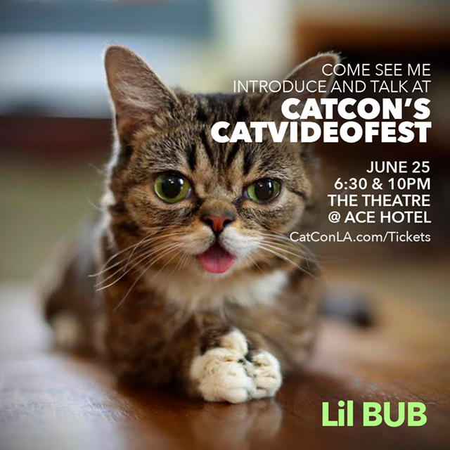 bub_cat_video_fest