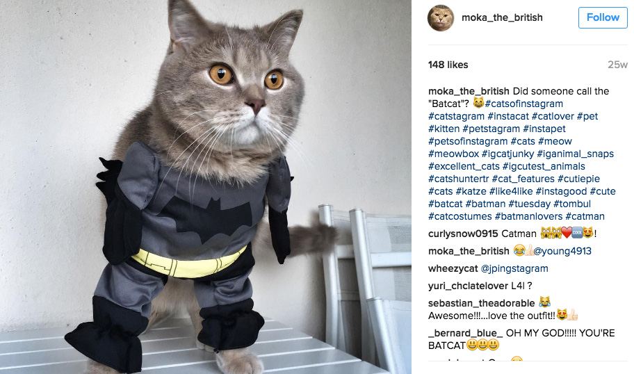 batman-cat-costume