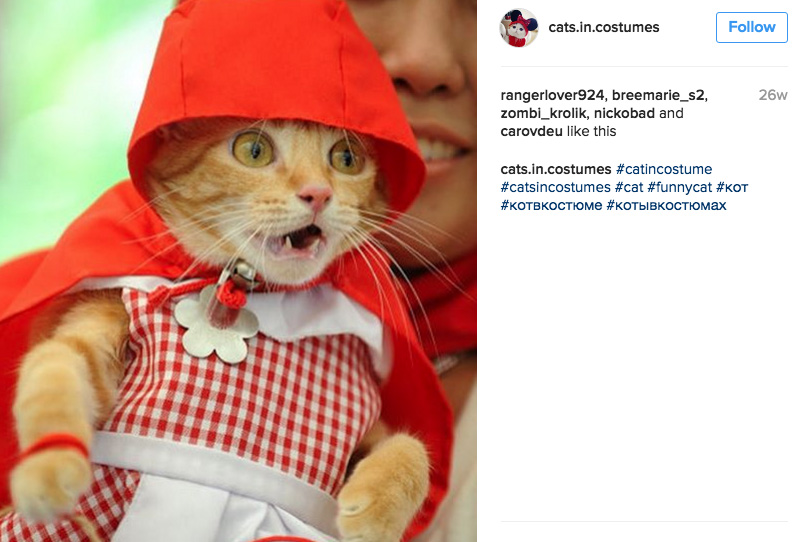 little-red-riding-hood-cat-costume