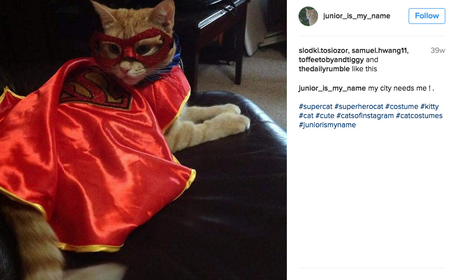 superman-cat-costume