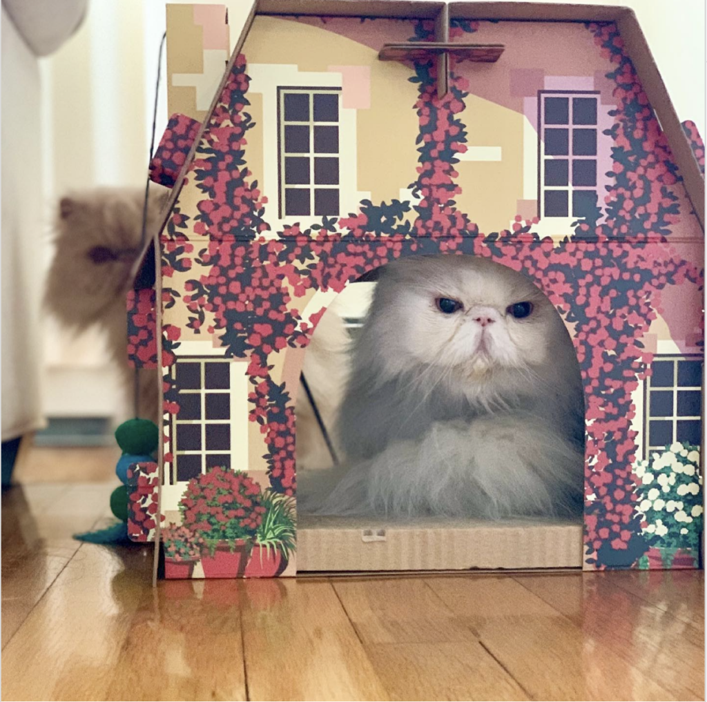 Cats relaxing in a Bridgerton-style stately cardboard home @duffychantilly on Instagram