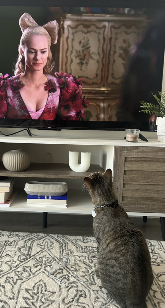 Grey striped cat watching "Bridgerton"s Cressida Cowper on TV