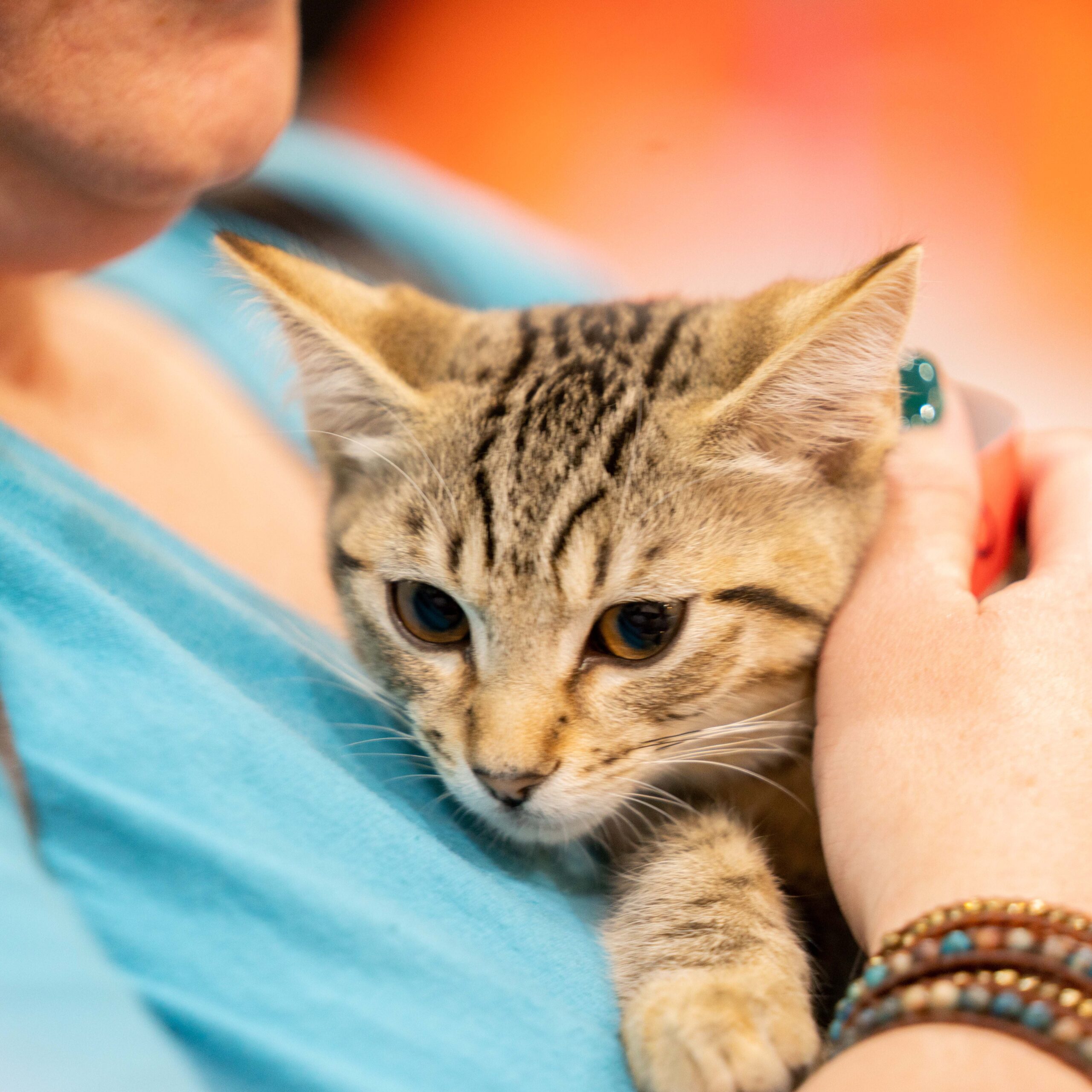 A CatCon attendee cuddles a striped kitten at the CatCon Adoption Village. CatCon 2024 is August 3 and 4!